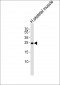 TMEM239 Antibody (N-term)